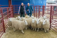 Champion Sheep (1)